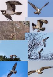 Our resident Ospreys have returned to Balgavies Loch May  2024&hellip;5 miles from Bellevue