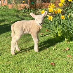 Our Resident Lambs are here waiting for you to feed them&hellip;May until late July