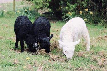 Sooty, Sweep & Thistle are here to greet you May 24