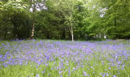 Bluebells in the back garden in May