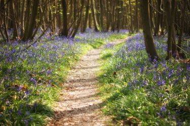 Bluebell walk