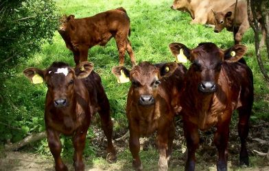 Calves at Beechcroft