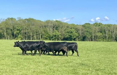 Aberdeen Angus Heifers at Beechcroft Farm