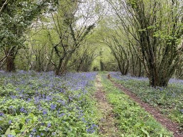 Michelmersh Manor Farm - Shepherd Hut Farmstay