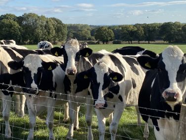 Michelmersh Manor Farm - Shepherd Hut Farmstay
