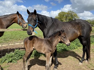 Michelmersh Manor Farm - Shepherd Hut Farmstay