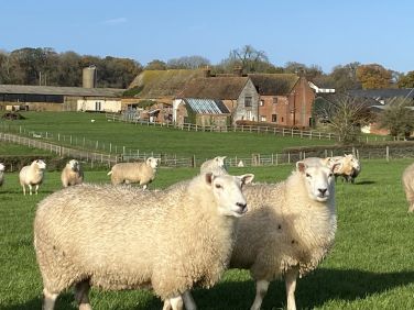 Michelmersh Manor Farm - Shepherd Hut Farmstay