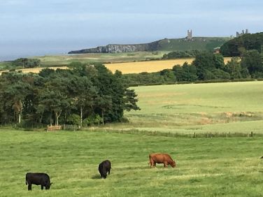 View from the garden