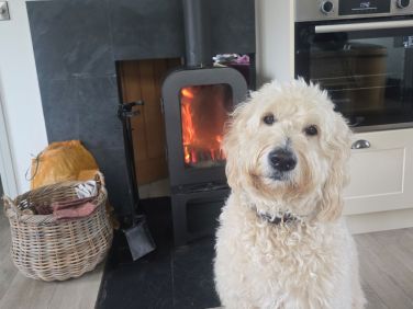 Dogs welcome at Cwtch