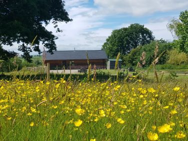 Buttercups in fields around the Cwtch