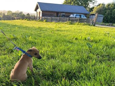 Dog exercising field for the smallest of 4 legged guests