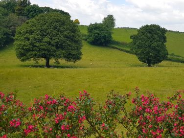 The view from Oakview garden