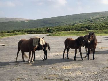 Dartmoor&rsquo;s famous ponies