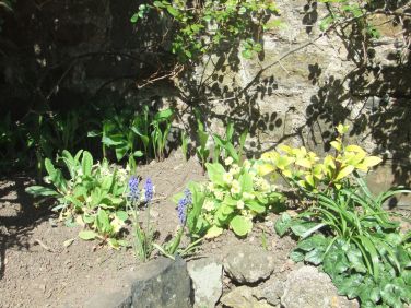Primroses in the garden