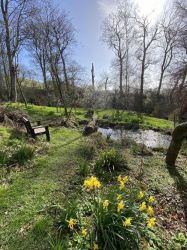 Meadow and pond