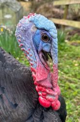 Griswald our boy turkey