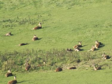 Red Deer can be seen most days just a few minutes from the cottage.