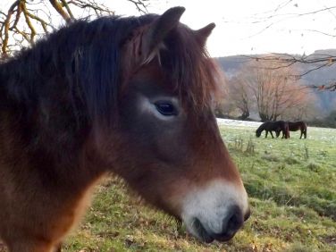 Exmoor pony by the rails immediately opposite the cottage