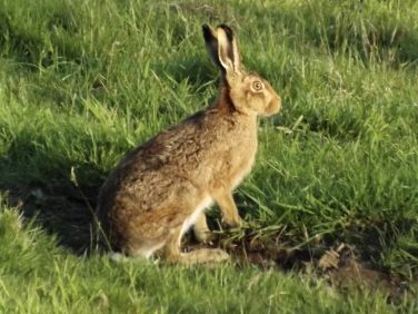 Brown Hare seen near the cottage