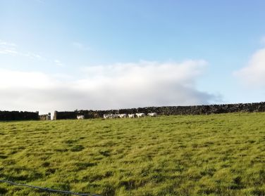 Some of our neighbours behind Mrs Fig's House.