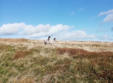 Swaledale sheep on the Pennine Way, just 5 minutes walk across the fields.