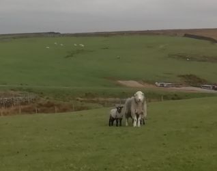 Herdwick sheep and lambs in the neighbouring field.