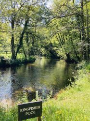 Kingfisher Pool at Rivermead where the trout hang out.