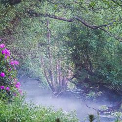 Misty morning along the Fowey at Rivermead.