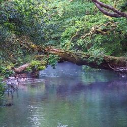 The River Fowey runs through the garden at Rivermead.