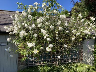 Summer in the courtyard