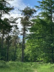 Woodland adventures, Wass Moor