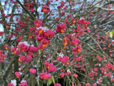 Spindle berries in our forest in Wraycroft gardens