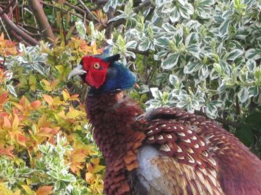 A daily visitor. As many as 15 pheasants wander around the grounds at times
