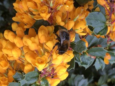 Bee enjoying the berbers flowers