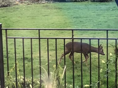 A deer taking a stroll