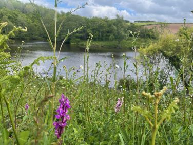 Wildflower banks at Clifford Barton
