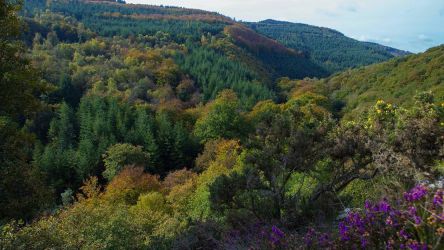 Explore 45km of trails to discover Fingle Woods' 650+ acres on our doorstep