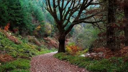 Follow Fingle Woods' surfaced riverside track all the way to the Fingle Bridge Inn