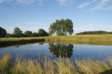 Our large wildlife pond