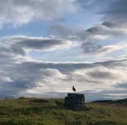 Spot and hear Curlew, Lapwings, Grouse and Owls amongst many.