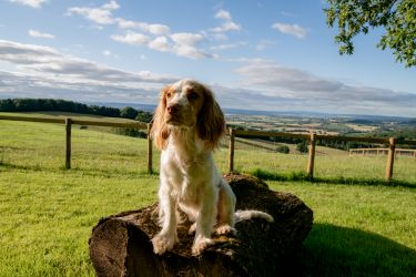 Fully enclosed dog walking and play area