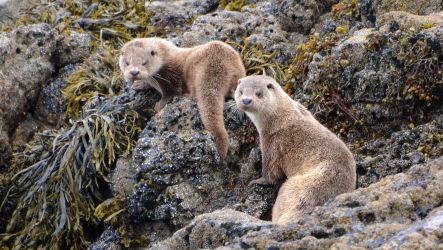 Otter cubs beside Shore Cottage