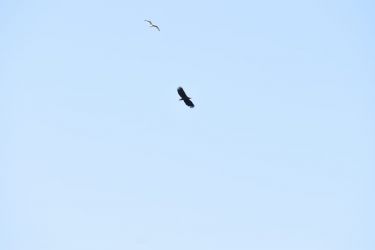 White tailed sea eagle, photographed Sept 2024 by guest at Shore Cottage