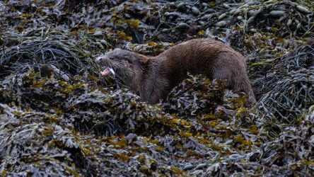 Otter in front of house, photographed by guest at Shore Cottage Nov 2024