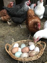 Enjoy meeting our happy free range hens and taste their delicious eggs