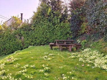 The primroses, daffodils and violets are stunning at Laloma in the Spring