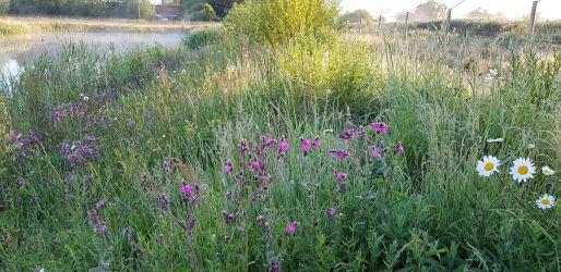 Wildflower meadow