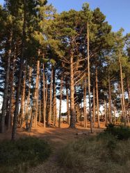 Walk through the pines to the beach