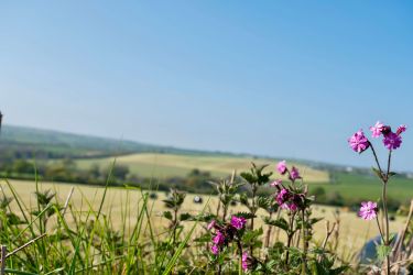 The Dairy Cottage set in rural coastal countryside location three miles from Aberporth Beach