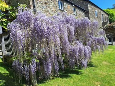 Nutcombe Cottage Wisteria in full bloom (May)